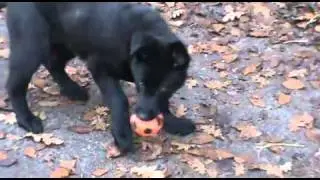 Nero - Black German Shepherd Puppy