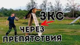 Немецкая Овчарка ЗКС Дрессировка