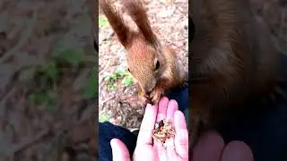 Ручная белочка сидит на колене 