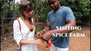 THE SPICE ISLAND