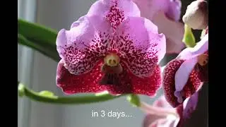 VANDA orchid Цветение орхидеи ванда