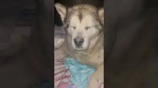 видео от 16.04 .