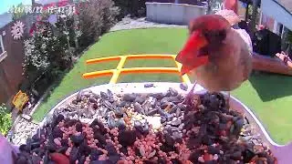 Our new video Bird Feeded…