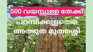 500 വർഷം പഴക്കമുള്ള പറമ്പിക്കുളത്തെ തേക്ക് മുത്തശ്ശി | Wonder in Parambikulam