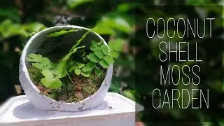 Coconut Shell Moss Garden In Malayalam |  Miniature Garden|ചിരട്ടയിൽ പായൽ കൊണ്ടൊരു ഗാർഡൻ #Mossgarden