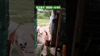 땡땡땡 ㅡ모여라 개병대 2