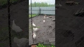 #shorts #молодой выводок #квакуха выседила потомство 🐤🐣🐥