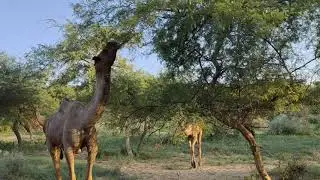 A herd of camels grazing in 🏜️ forest after rains