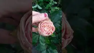 Розы Краснодарского края