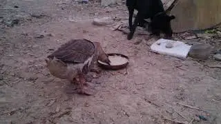 Влог собака и гусь едят с одной миски