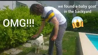 So Cute!!! There is baby goat in our backyard