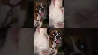 chipi chipi chapa chapa dubi dubi daba daba mágico mi dubi dubi bum bum bum bum