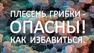 Плесень, грибки - опасны! Как уничтожить.