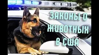 Смешные и Нелепые законы о животных в США