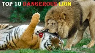 Top 10 Most Dangerous Lions in History Part -2 | 10 Most Dangerous Fighter Lions in History