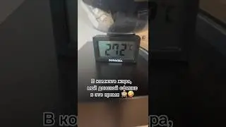 Донской сфинкс #холодно #жарко #кот #донскойсфинкс #hot #cold #cat #sphynxcats #тепло #объятия