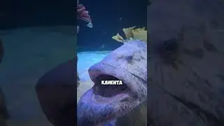 Dentists of the Oceans 🐟✨🧹❤️ 