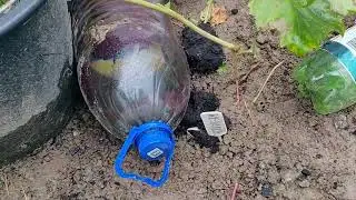 Обзор вызревания виноградной лозы однолеток и двухлеток