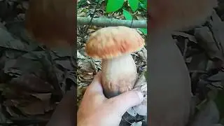 Grande funghi porcini #funghiporcini #mushroom #boletus #nature #cèpes #porcini #fungi #steinpilze