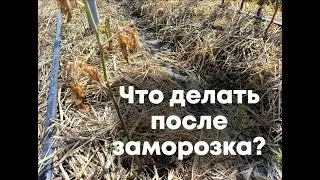 Помидоры и картофель после заморозка можно спасти!