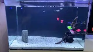 Fish Tank AJ-60 Aquarium-Petland