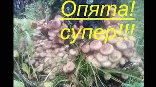 Грибы Опята  Armillaria mellea Опята в лесу Hallimasch  как растут грибы в лесу