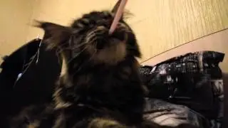 Я просто дул в трубочку,а коту это не очень нравилось :D