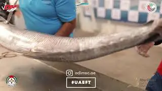 Abu Dhabi Kingfish Championship 2021