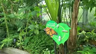 Butterflies at Plant Conservatory in Calgary Zoo, Alberta, Canada - 2022