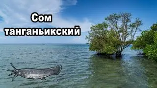 РР3. Сом танганьикский. (Африканская дюжина)