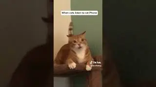 Cat Lover