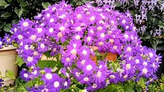 Munnar Flower Garden
