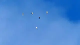 Ижевские и пермские голуби. Полёты 26.07.24.