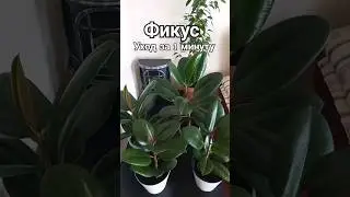 Фикус. Основной уход. #фикус #фикускаучуконосный #shots
