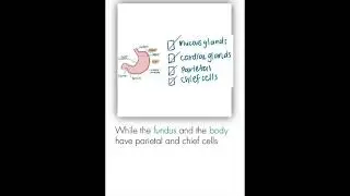 Upper GI Histology