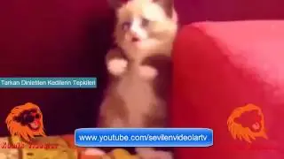 Tarkan Dinletilen Kedilerin Tepkileri