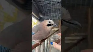 КУШАЕТ СОЙКА ПЕРЕСМЕШНИЦА