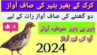 دو گھنٹے کی صاف اواز //کرک کے بغیر بٹیر کی اواز //بٹیر کی اواز اشپیشل رات کے لیے