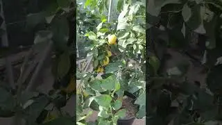Limonero en maceta listo para llevar a casa