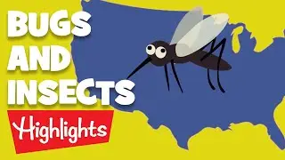 Bugs and Insects | 2020 | Compilation | Highlights Kids
