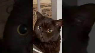 Бандюган , хочет на дело пойти ) #кот #приколкошками #прикол