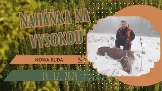 Deer hunting in Poland