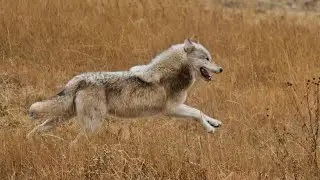 Wolves chase elk through river in Yellowstone