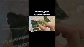 Детки фиалочек без зелёного пигмента. 