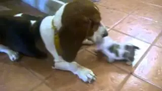 VID 20150202 WA0001