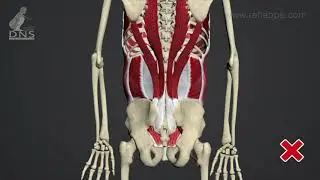 DNS vyšetření a 3D animace