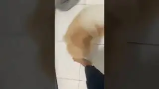 New Toy of My Pomeranian😂|Luca the Pomeranian