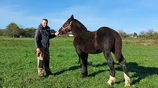 📢Продається ФЕЙЗАР 💪дуже гарний і красивий жеребчик 🔥⚡️💥☎️