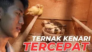 Cara Ekstra Cepat Ternak Kenari , Induk Kenari Bikin Geleng Kepala
