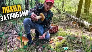 ПОХОД ЗА ГРИБАМИ ! Поехал на машине в лес!